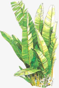 手绘芭蕉叶植物景观素材
