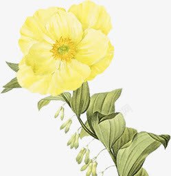 花黄色花朵手绘黄花素材