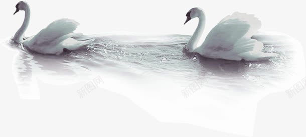 水中的天鹅png免抠素材_新图网 https://ixintu.com 天鹅 水中 游水