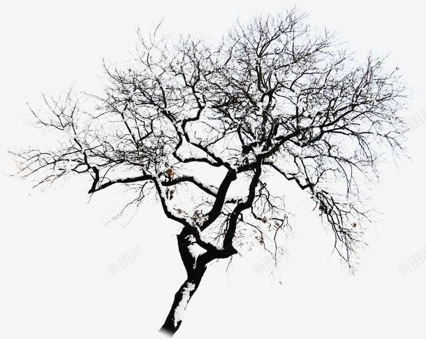 摄影环境渲染效果黑色的树木png免抠素材_新图网 https://ixintu.com 摄影 效果 树木 渲染 环境 黑色