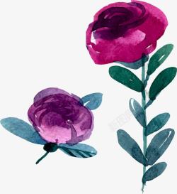 紫色手绘玫瑰花素材