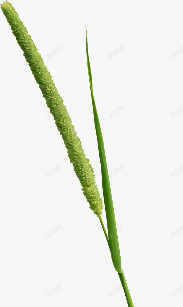 植物png免抠素材_新图网 https://ixintu.com 果子 绿色植物 草 青草