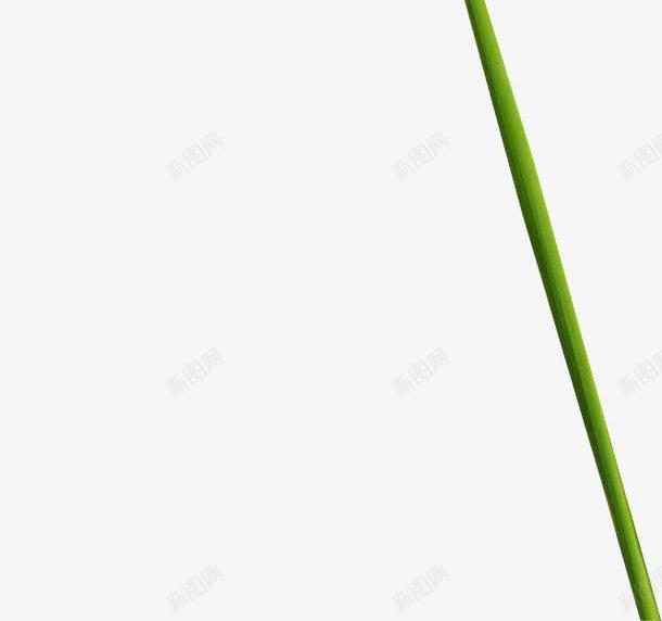植物png免抠素材_新图网 https://ixintu.com 果子 绿色植物 草 青草