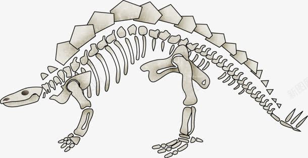 恐龙骨架png免抠素材_新图网 https://ixintu.com 恐龙 手绘 装饰 骨架