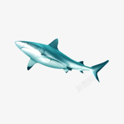 游动鲨鱼素材