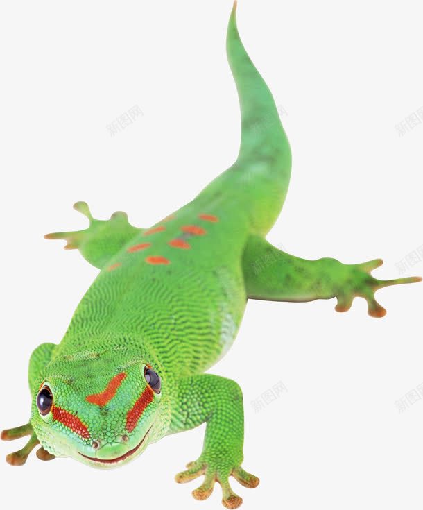 绿色有花纹的蜥蜴png免抠素材_新图网 https://ixintu.com 四爪动物 带花纹的 爬行动物 绿色 蜥蜴