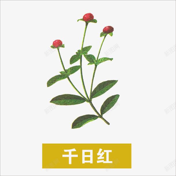 草药png免抠素材_新图网 https://ixintu.com 中药 千日红 药材