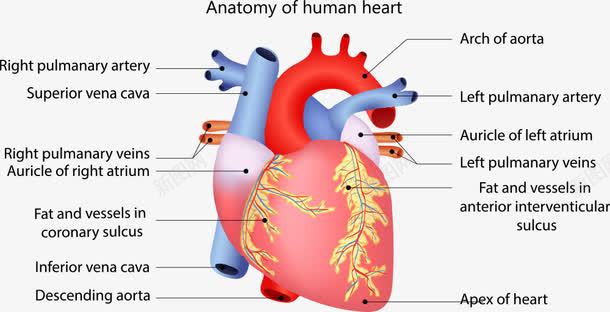 人体器官和英文标注png免抠素材_新图网 https://ixintu.com 人体 人体器官 医疗 心脏 英文标注