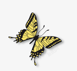 黄色花纹美丽蝴蝶素材