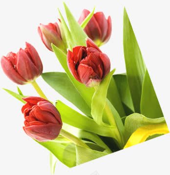 红色鲜花花朵植物花束png免抠素材_新图网 https://ixintu.com 植物 红色 花朵 花束 鲜花
