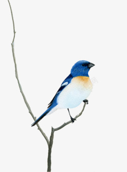 蓝色鸟装饰图案素材