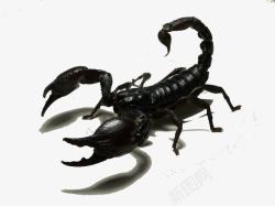六足黑色蝎子高清图片