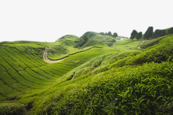 大山上的茶田png免抠素材_新图网 https://ixintu.com 大山 绿叶 绿色 绿茶 绿茶田 茶田