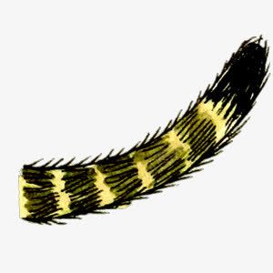 猫尾巴png免抠素材_新图网 https://ixintu.com 动物 卡通 手绘 猫 猫尾巴