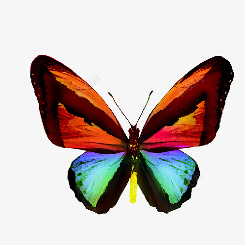 彩色翅膀的蝴蝶图案png免抠素材_新图网 https://ixintu.com 彩色蝴蝶 手绘图 美丽的 翅膀 装饰 飞舞