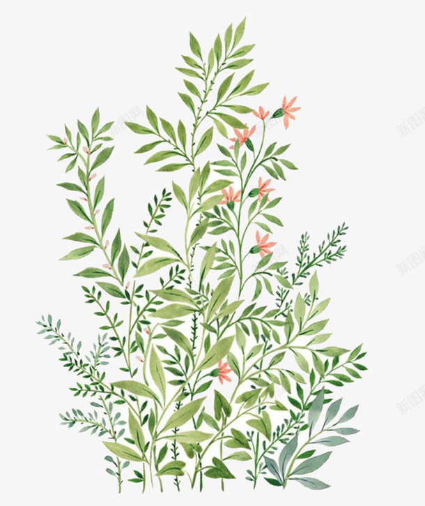 水彩植物png免抠素材_新图网 https://ixintu.com 卡通 手绘 植物 水彩 装饰