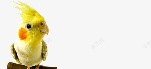 实拍可爱黄色小鹦鹉png免抠素材_新图网 https://ixintu.com 动物实拍 可爱 小鹦鹉 黄色