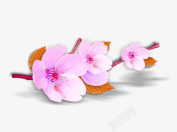 散落的桃花粉色桃花枝桠装饰图案高清图片