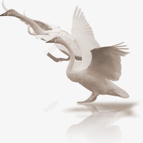 白天鹅png免抠素材_新图网 https://ixintu.com 白天鹅 网页设计 装饰图案 起飞