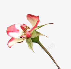 玫瑰花茎凋谢的粉色月季花高清图片
