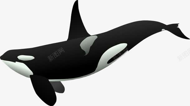一条大鲸鱼png免抠素材_新图网 https://ixintu.com 图案设计 大鲸鱼 海洋生物 鲸鱼
