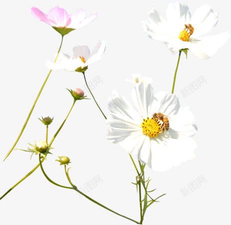 白色唯美花朵植物春天png免抠素材_新图网 https://ixintu.com 春天 植物 白色 花朵