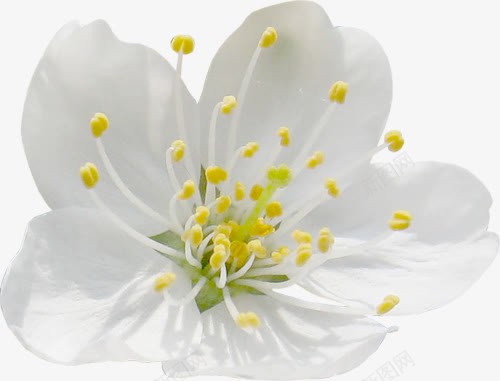 花朵白色花朵黄色花蕊png免抠素材_新图网 https://ixintu.com 白色 花朵 花蕊 黄色