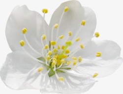 花朵白色花朵黄色花蕊素材