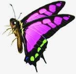 手绘卡通紫色蝴蝶素材