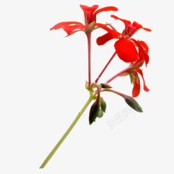 红色兰花花朵装饰素材