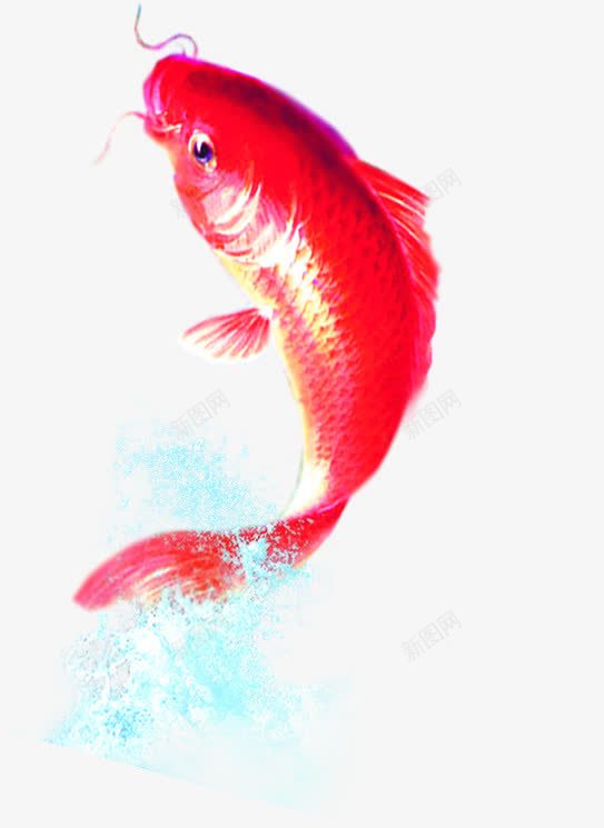 红色金鱼png免抠素材_新图网 https://ixintu.com 红色 设计 金鱼