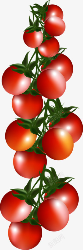 一窜小番茄png免抠素材_新图网 https://ixintu.com 小番茄 番茄 蔬菜 西红柿 食材