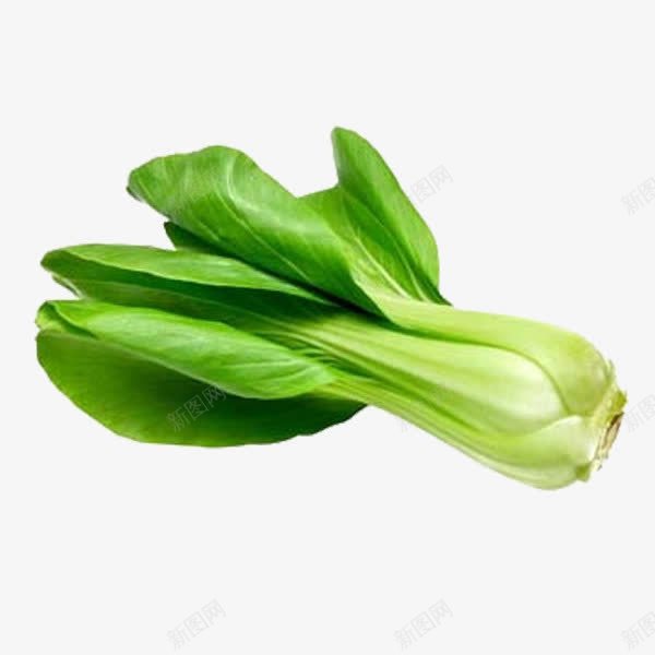 绿色小白菜png免抠素材_新图网 https://ixintu.com 健康 小白菜 绿色 蔬菜