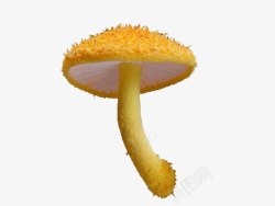 黄色真菌素材