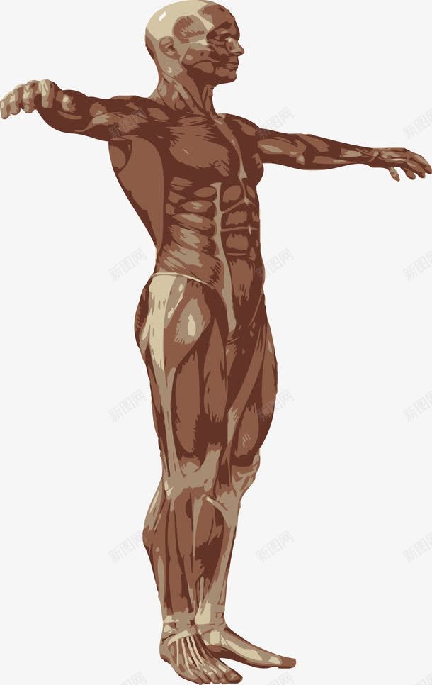 躯体肌肉png免抠素材_新图网 https://ixintu.com 人体 人体器官 人体躯干 人的肢体 卡通人体 卡通肢体 器官 四肢 男性躯体 肌肉 躯体