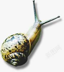 蜗牛可爱动物美景png免抠素材_新图网 https://ixintu.com 动物 可爱 美景 蜗牛