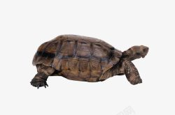 龟类乌龟动物龟类高清图片