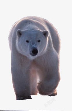 白色北极熊可爱素材