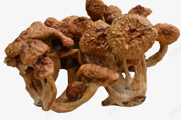 珍稀的珍珠菇png免抠素材_新图网 https://ixintu.com 干货 滑子菇 黄褐色