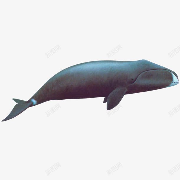 黑色鲸鱼png免抠素材_新图网 https://ixintu.com 大块头 海洋动物 鲸鱼 黑色 鼠绘