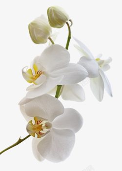 白色花朵花苞装饰素材
