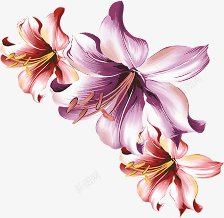 三朵鲜花png免抠素材_新图网 https://ixintu.com 紫色鲜花 花朵 花蕊 鲜花