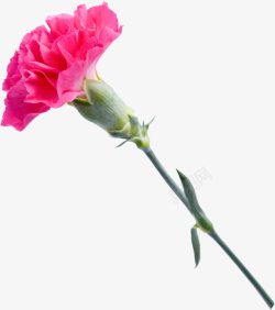 粉色花朵康乃馨植物素材