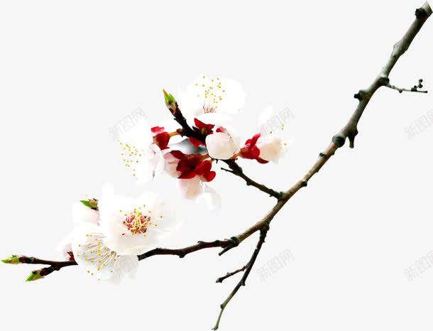 白色花朵树枝景观装饰png免抠素材_新图网 https://ixintu.com 景观 树枝 白色 花朵 装饰