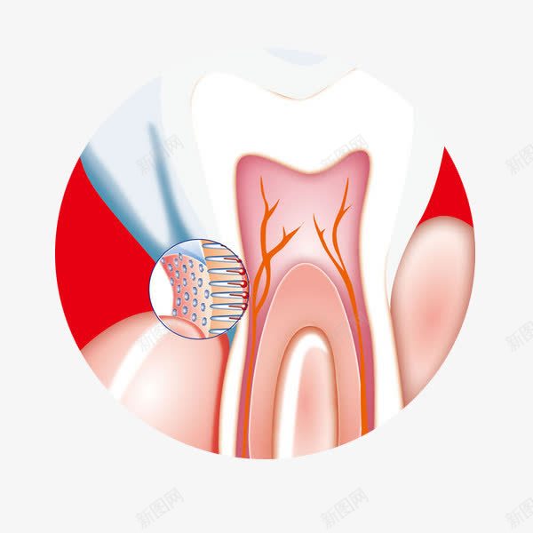 牙科牙齿剖面png免抠素材_新图网 https://ixintu.com 健康 剖面图 牙医 牙科 牙齿