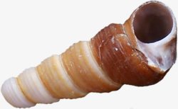 棕色螺旋棕色长条螺旋海螺高清图片