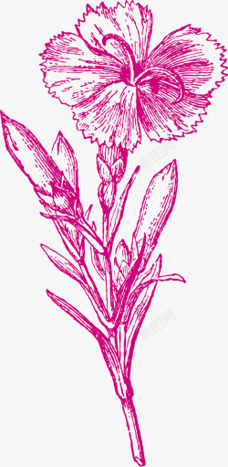植物手绘风格康乃馨矢量图素材