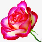 粉色多层花朵开放png免抠素材_新图网 https://ixintu.com 开放 粉色 花朵