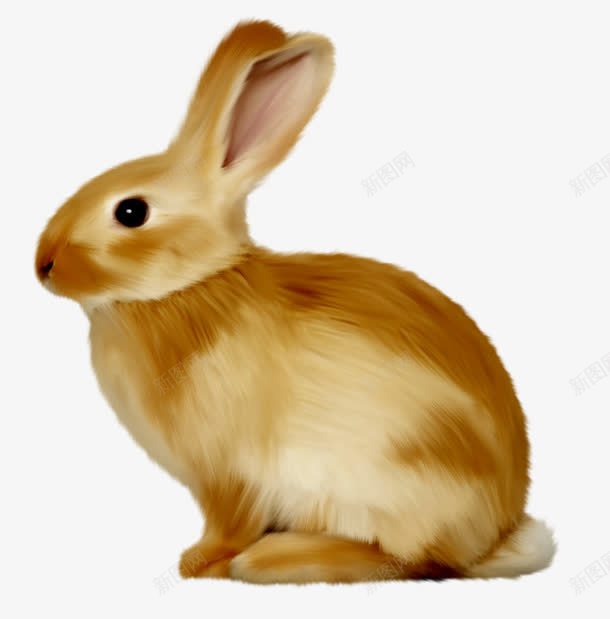 可爱小兔子png免抠素材_新图网 https://ixintu.com 可爱 呆萌 小兔子 长耳朵