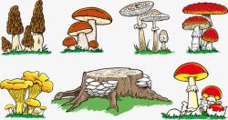 野生蘑菇素材